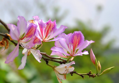 香港的市花是什么花