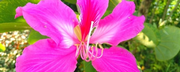 香港的市花是什么花