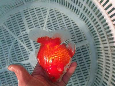 火車上能帶金魚嗎