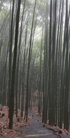 大竹縣旅游景點