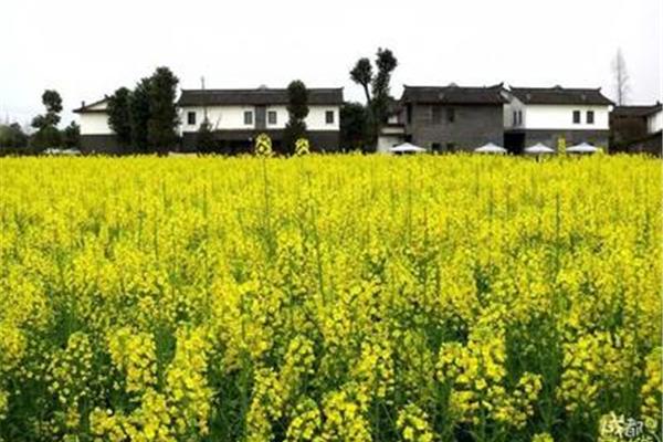 成都郫縣晚上耍的地方 郫都區(qū)有什么好玩的地方