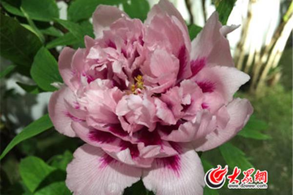 菏澤哪里看牡丹好,牡丹區(qū)景點